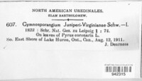 Gymnosporangium juniperi-virginianae image